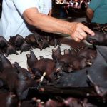 ¿Qué tenemos que ver los humanos con el surgimiento de las pandemias?